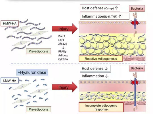Limonflasche Lipolytische Lösung Injektion zur Fettverbrennung